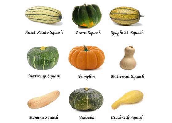 Variety of Fall and Winter Squash