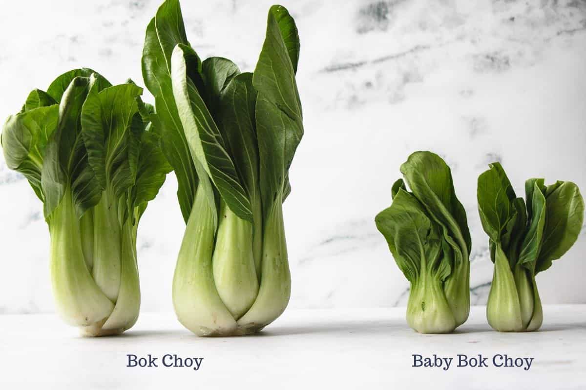 Bok choy vs. baby bok choy the photo compares their size difference side-by-side