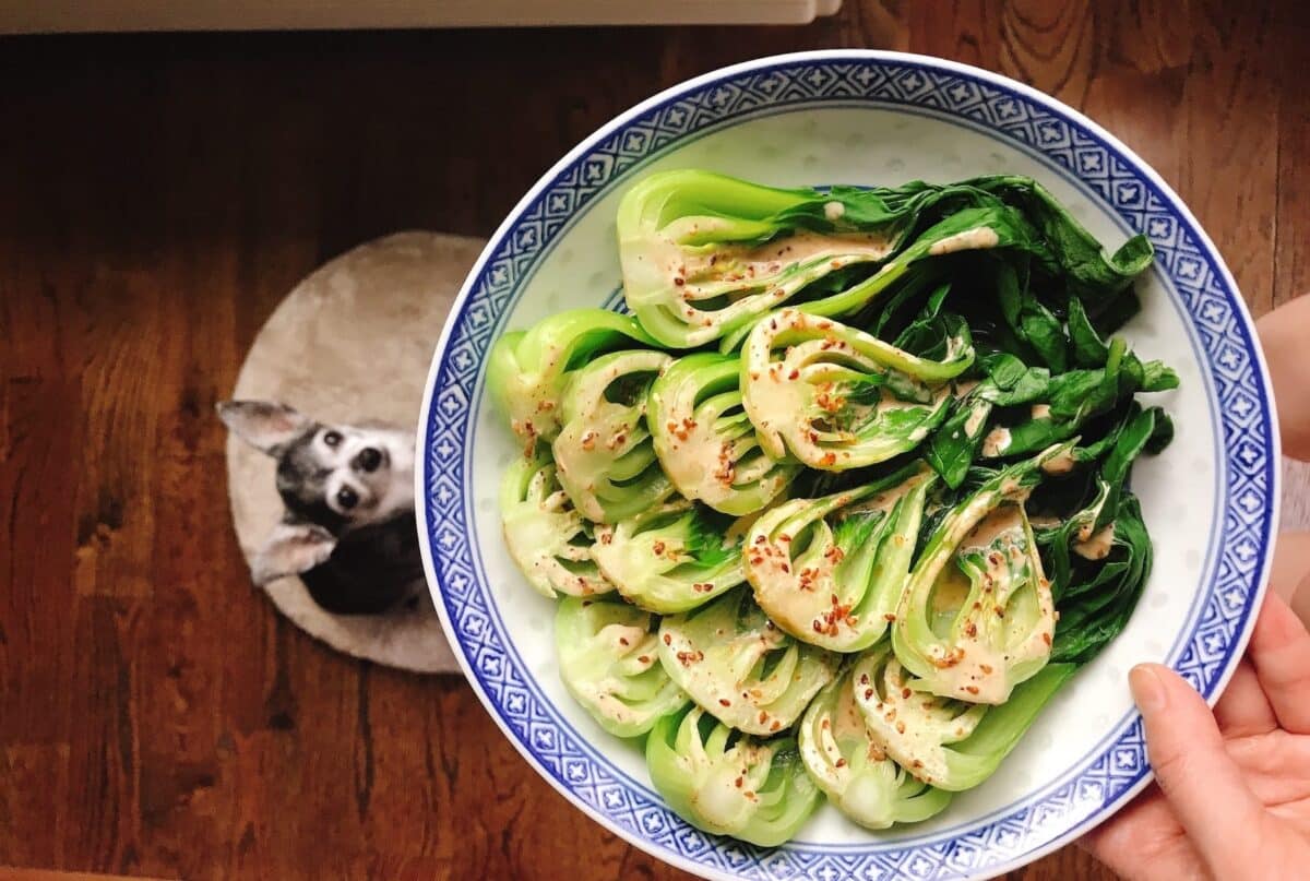 A bowl of halved, cooked bok choy by Chihyu Chiang drizzled with a speckled sauce, held over a dog sitting on a rug.